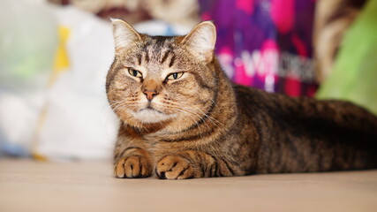 cat on the table