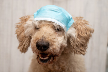 Muzzle of a dog in a medical mask. Coronavirus protection, quarantine concept.