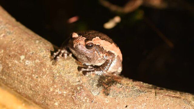 frog hanging on border of clay blister at garden