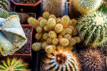 Fototapeta premium Collectible cacti from different countries in the home collection