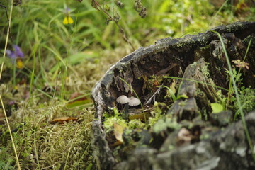 mushrooms in a tree stump