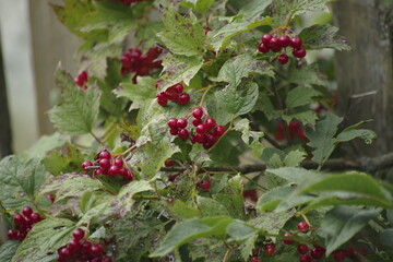 red currant bush