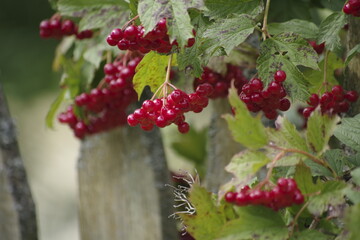 red berries of a currant