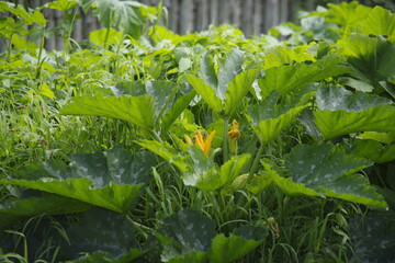 vegetable garden in the garden