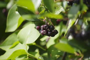 currant berries