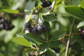 blueberries on a tree