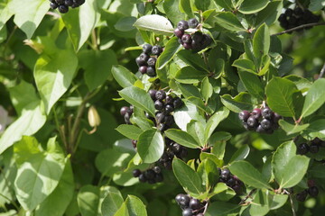 black currant bush