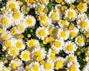 Chrysanthemum. Many white-yellow flowers. Floral background.