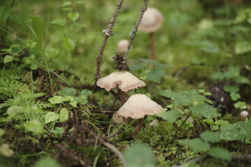 mushrooms in the forest