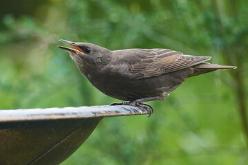 Junge Stare warten auf die Fütterung	