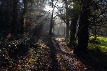 soleil en sous bois