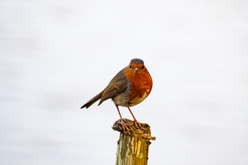 Robin on post