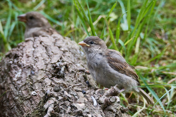 Junge Haussperlinge warten auf die Fütterung