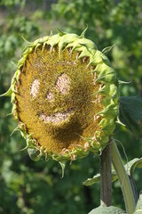 Sunflower with a smile
