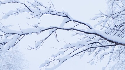 Birch forest with covered snow branches in sunlight