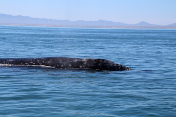 Obraz premium Gray whale, Whale watching in Mexico, Baja California Sur