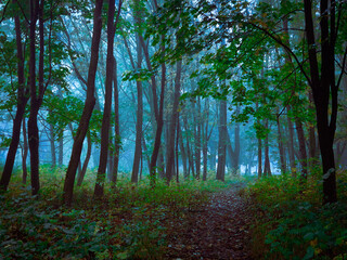 Fototapeta premium Dark forest in thick fog. Mystical landscape. Spooky park.