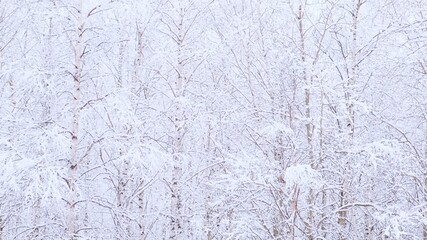 Birch forest with covered snow branches in sunlight