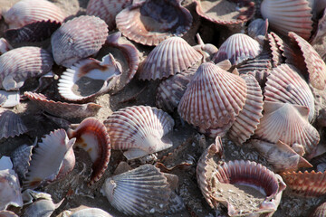 Seashells on the beach, Baja California Sur, Mexico
