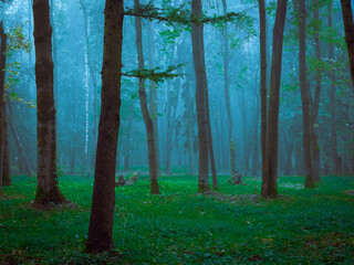 Dark forest in thick fog. Mystical landscape. Spooky park.