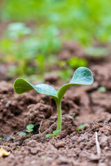 plant growing from the hard soil.