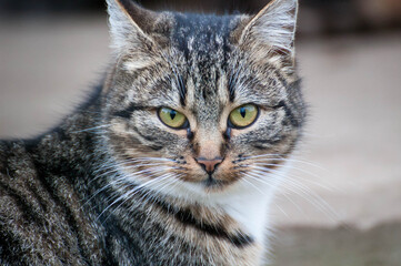 Gray-brown striped cat with a white breast on a gray background.Portrait of a beautiful gray cat closeup.Photo of a cat full face.
The cat looks straight.
Strict look of a pet.