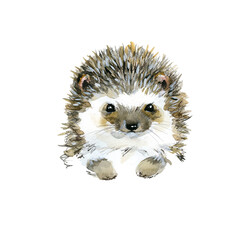 Cute hedgehog watercolor illustration. children animals series
