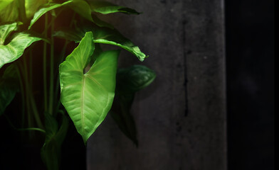 green leaf texture, nature background, tropical leaf on dark background