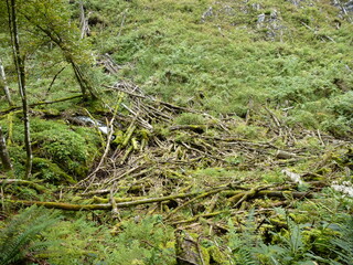 Mossy forest in a national park near the Königssee in Bavaria