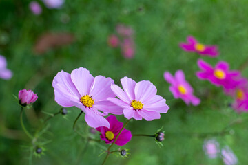 Alcuni fiori di cosmea rosa in primo piano e altri fiori rosa e fucsia sfocati sullo sfondo formato orizzontale