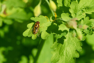 Große Schwebfliege oder Gemeine Garten-Schwebfliege (Syrphus ribesii) auf einem Blatt