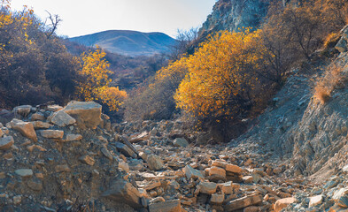 Obraz premium A tree with yellowed leaves in a mountain bed of a dried up river