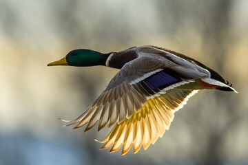 Mallard duck drake in fast flight. In backlight at sunset. Frozen motion. Side view, closeup....