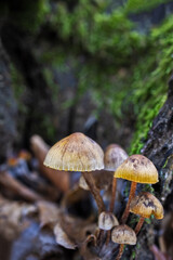 Mycena sp. Small mushrooms in a chestnut forest.