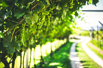 Vineyard of Garda trentino region, Italy.