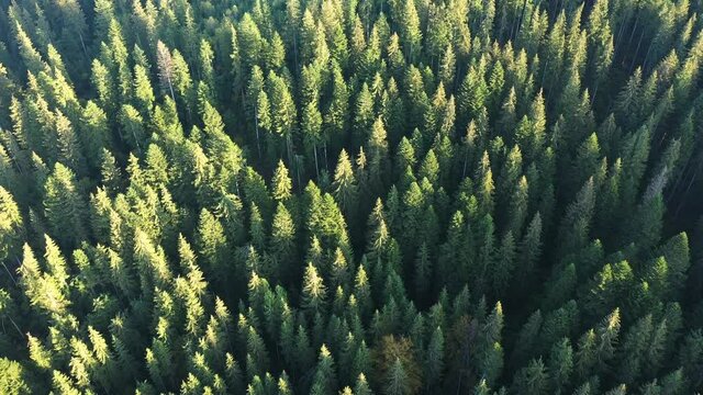 Aerial drone top down fly over autumn forest. Green pine and orange beech trees in Carpathian mountains. 4K UHD video