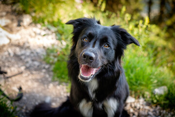 Portrait of happy black border collie.