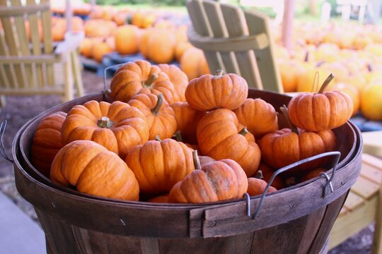 Up-close image of pumpkins in a basket at a Farmer's Market