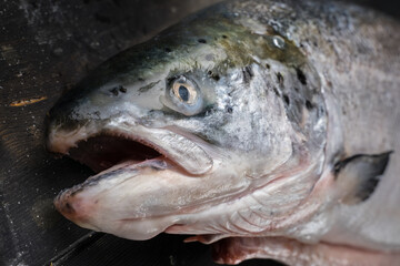 Salmon head on wooden background. Fish head, side view.