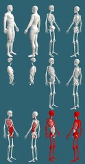 12 in 1, male body with skeleton and internal organs - colored physiology concept for healthcare - digital detailed medical 3D illustration isolated