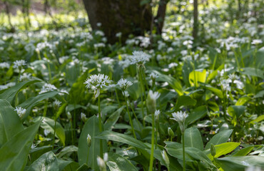 Wild bear's garlic during flowering