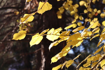 autumn leaves on the tree