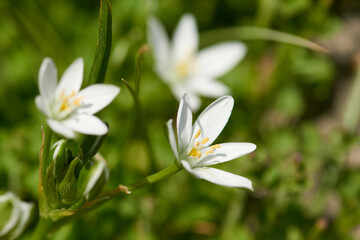 Obraz premium Dolden-Milchstern (Ornithogalum umbellatum)