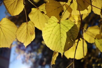 autumn leaves in the sun