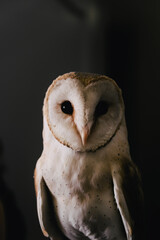 great horned owl in flight