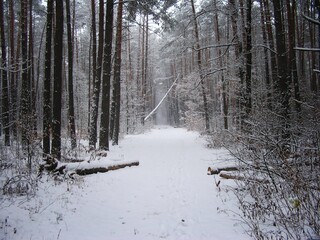 Winter forest landscapes.
