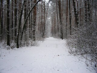 Winter forest landscapes.