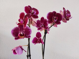Close up of Red moth orchid flowers, on white background.