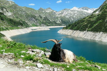 Goat with huge horns resting at the artificial lake side in high Alps. The lake stretches over a...