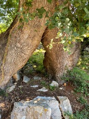 Ancient oak in Cres Island, Croatia